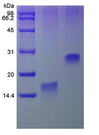 Recombinant Human Trefoil Factor 3