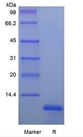 Recombinant Murine Insulin-like Growth factor-1