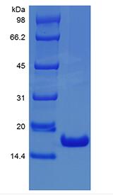 Recombinant Human Interferon-alpha2b, Ecoli.