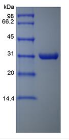 Recombinant Aeromonas Aminopeptidase