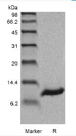 Recombinant Human Persephin