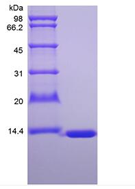 Protein A Sepharose CL-4B Column, 5ml, 5 columns