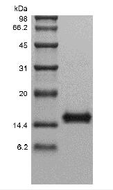 Recombinant Human Interleukin-22