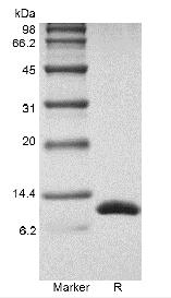 Recombinant Rat Interleukin-13