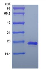 Recombinant Murine Interleukin-33