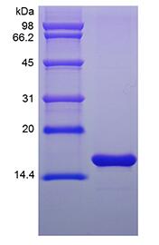 Recombinant Murine Basic Fibroblast Growth Factor