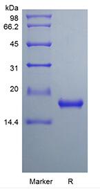 Recombinant Rat Interleukin-33