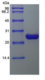 Recombinant Enhanced Green Fluorecence Protein