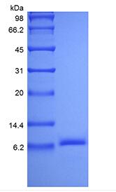 Recombinant Human Insulin-like Growth factor-2