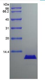 Recombinant Canine Interleukin-8/CXCL8