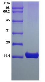 Recombinant Murine Interleukin-3