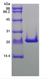 Recombinant Rat Keratinocyte Growth Factor-2/FGF-10