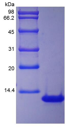 Recombinant Rhesus Macaque Interleukin-8/CXCL8