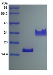 Recombinant Rat Platelet-derived Growth Factor-AA