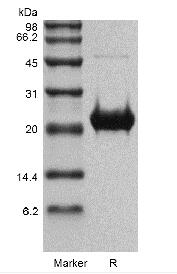 Recombinant Human Fibroblast Growth Factor 19