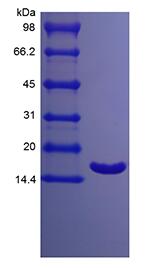 Recombinant Porcine Interleukin-1 Receptor Antagonist Protein