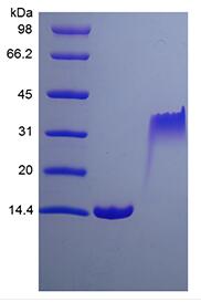 Recombinant Rat Platelet-derived Growth Factor-BB