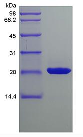 Recombinant Murine Sonic Hedgehog