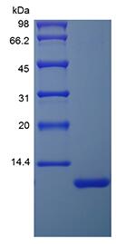 Recombinant Human DES1-3 Insulin-like Growth Factor 1