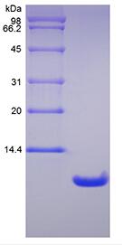 Recombinant Rat Neutrophil Activating Peptide 2/CXCL7