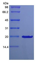 Recombinant Murine Desert Hedgehog Homolog Cys23IleIle