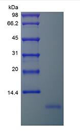 Recombinant Human Neuritin