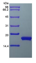 Recombinant Human Interferon-alpha2a