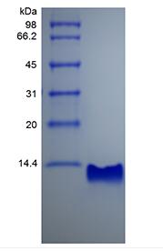 Recombinant Rat gamma-Interferon Inducible Protein 10/CXCL10