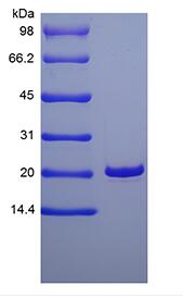 Recombinant Human Keratinocyte Growth Factor 1/FGF-7