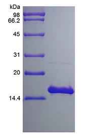 Recombinant Human Interleukin-17F