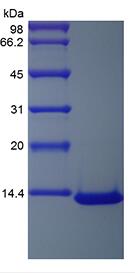 Recombinant Human Monocyte Chemotactic Protein-3/CCL7