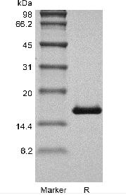 Recombinant Human Granulocyte-Macrophage Colony Stimulating Factor GMP