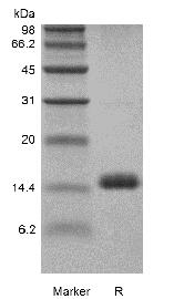 Recombinant Rat Granulocyte-Macrophage Colony Stimulating Factor