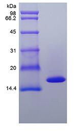 Recombinant Canine Tumor Necrosis Factor-alpha/TNFSF2