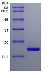 Recombinant Murine Midkine