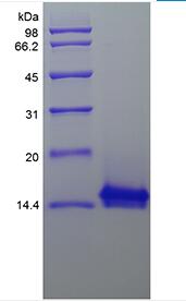 Recombinant Rhesus Macaque Interleukin-4