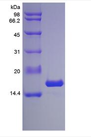 Recombinant Murine Interleukin-1 alpha