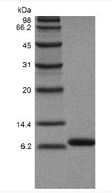 Recombinant Human LR3 Insulin-like Growth factor-1, Receptor Grade