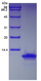 Recombinant Human Monocyte Chemotactic Protein-2/CCL8