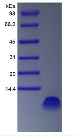 Recombinant Rat Epidermal Growth Factor