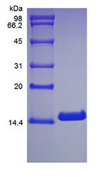Recombinant Canine Interleukin-3